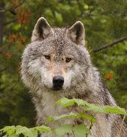 Northern Lights Wildlife Wolf Centre